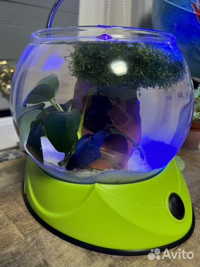 Аквариум круглый 2,5 л