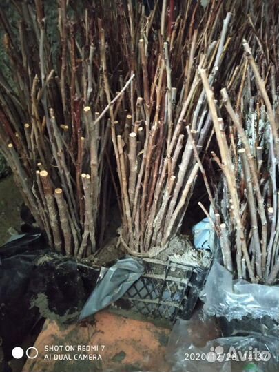 Подвой черенки