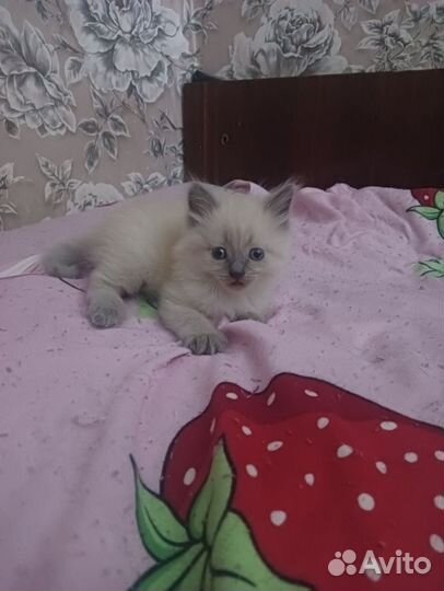 Невская маскарадная
