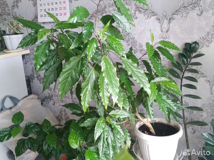 Роза китайская