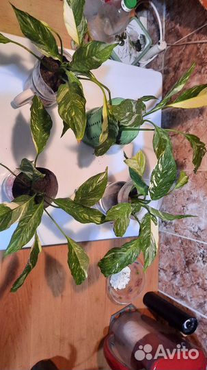 Цветок женское счастье