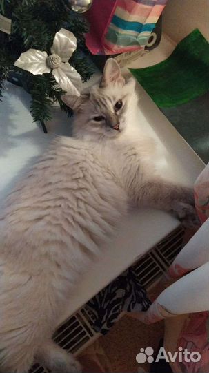 Кошка в дар