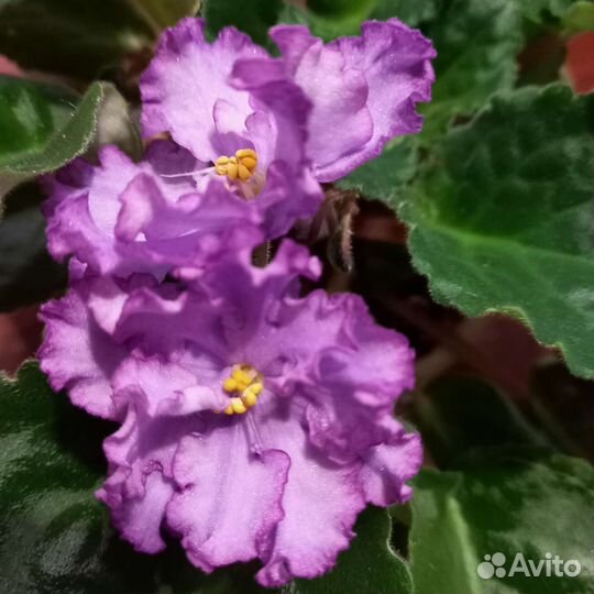 Детки сортовых фиалок