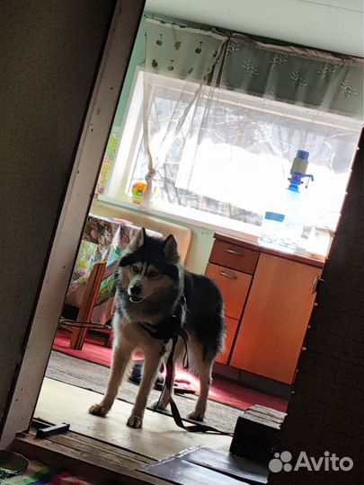 Собака отдам