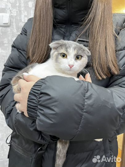 Вислоухие котенок кошка девочка