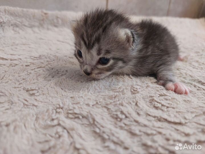 Кошка с котятами