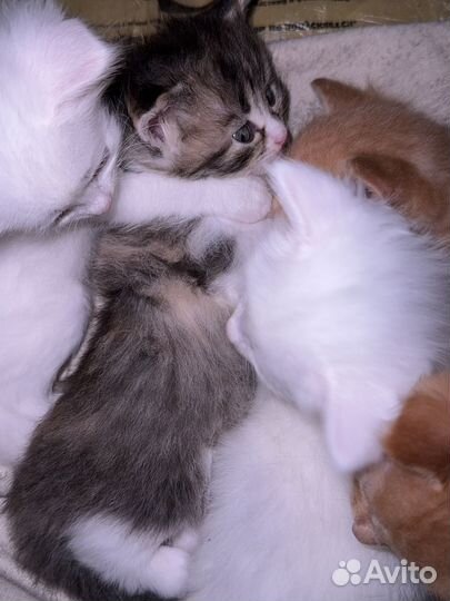 Котята мышеловы