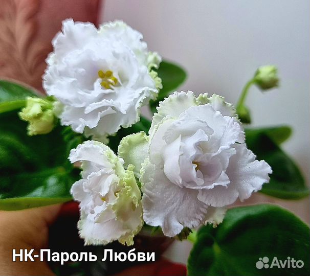 Детки фиалок сортовых