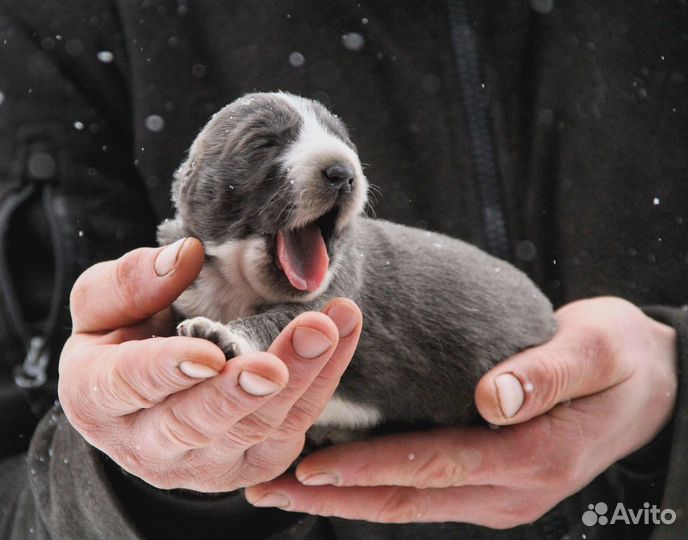 Щенки среднеазиатской овчарки, туркменского алабая