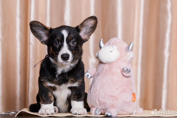 Вельш-корги кардиган