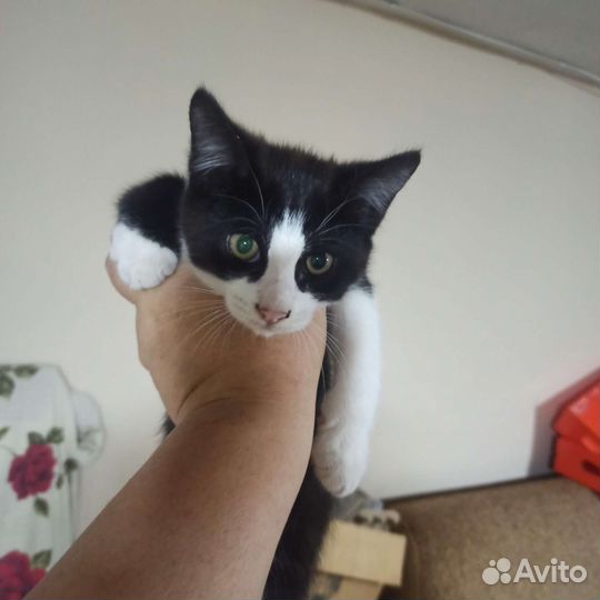 Котята мейн-кун метис