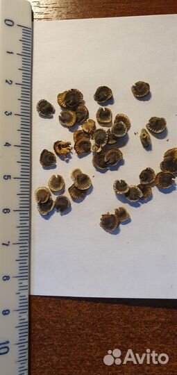 Мальва микс (Семена)