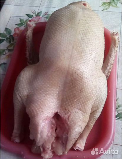 Гусь домашняя мясо