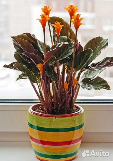 Комнатные цветы удобрение