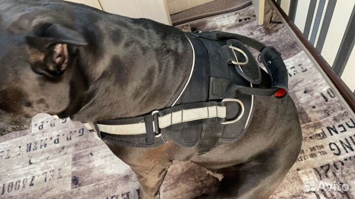 Шлейка для большой собаки