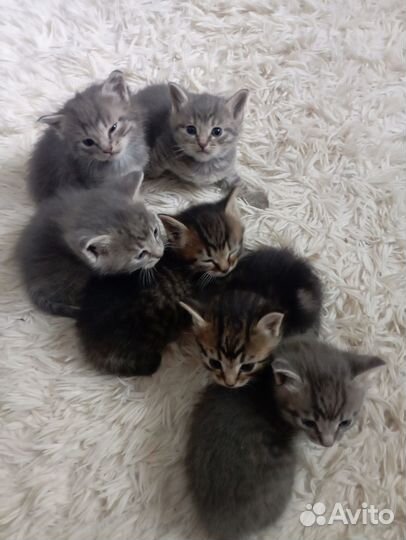Отдам котят