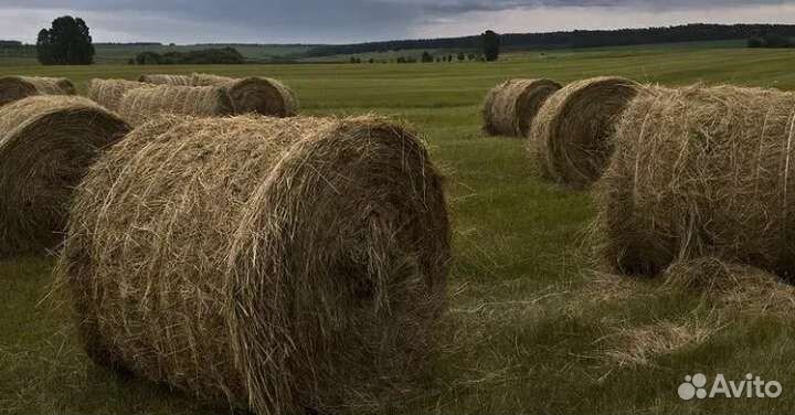Сено в рулонах