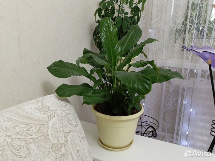 Спатифиллум