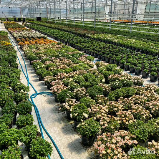 Хризантема мультифлора оптом