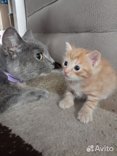 Рыжий котенок