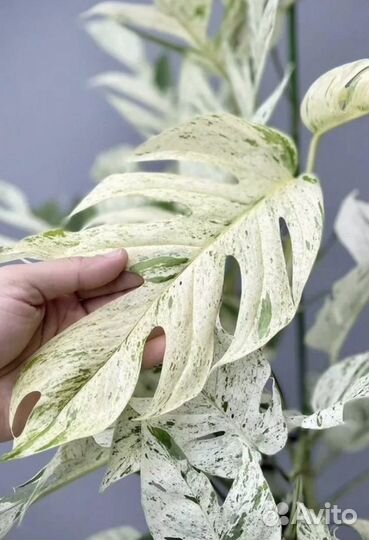 Эпипремнум пиннатум вайт марбл