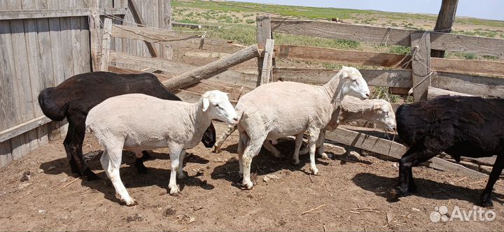 Качкари На племя