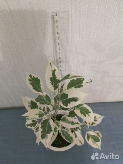 Фикус бенджамина твилайт