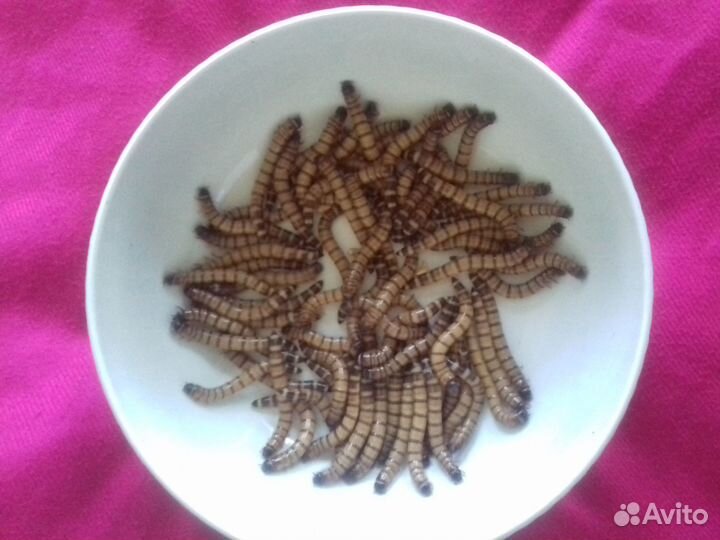 Зофобас, зоофобас - живой белковый корм