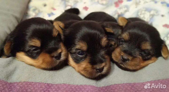 Йоркширский терьер щенки