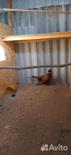 Фазан охотничий