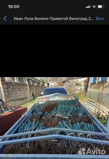 Саженцы привитого винограда под заказ