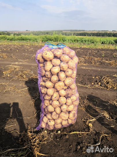 Картофель оптом