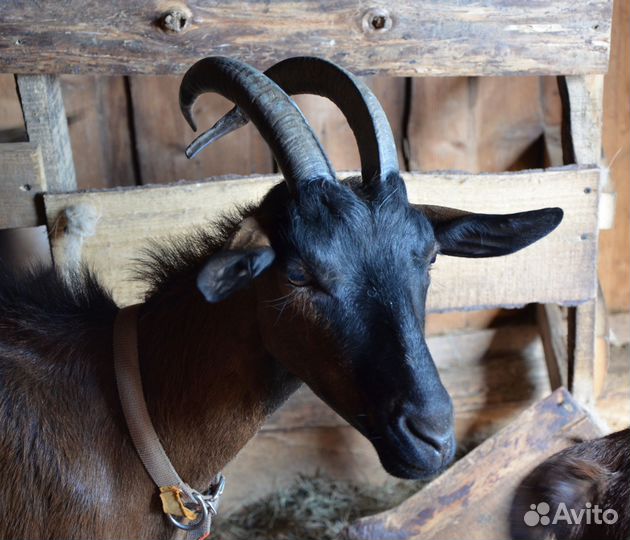 Коза дойная альпийская