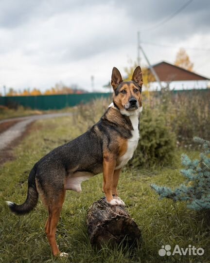 Красавец Бруно ищет дом и любящих хозяев