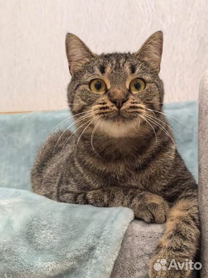 Кошка окраса табби