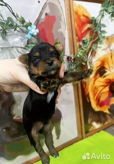 Йоркширский терьер