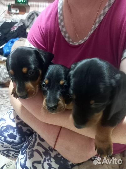 Продажа собак щенков таксы