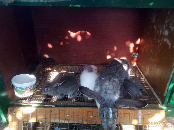 Крольчатах с крольчатами