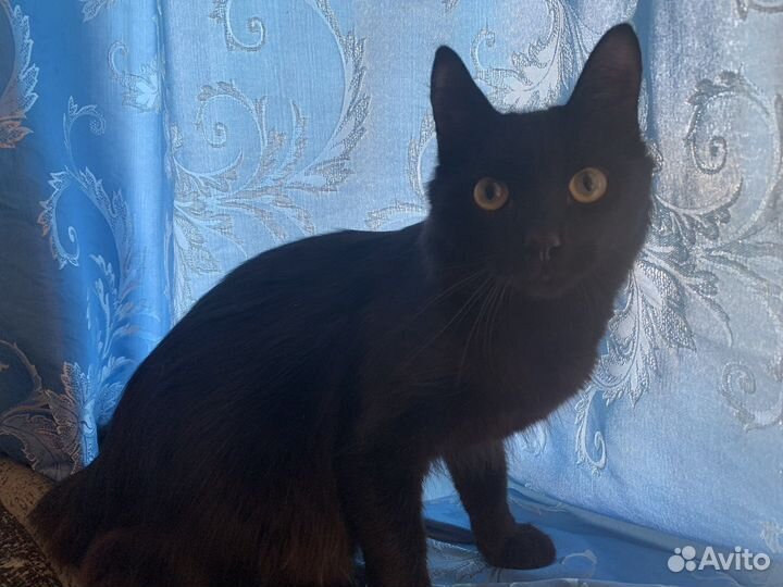 Молодой котик в заботливые руки