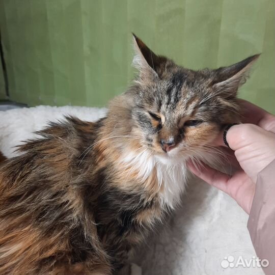 Сибирская