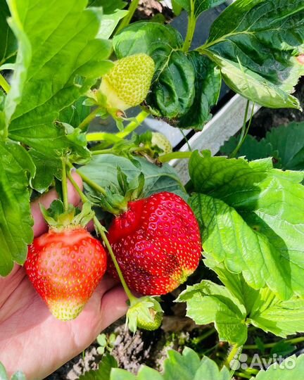 Рассада клубники Альба Азия Джоли