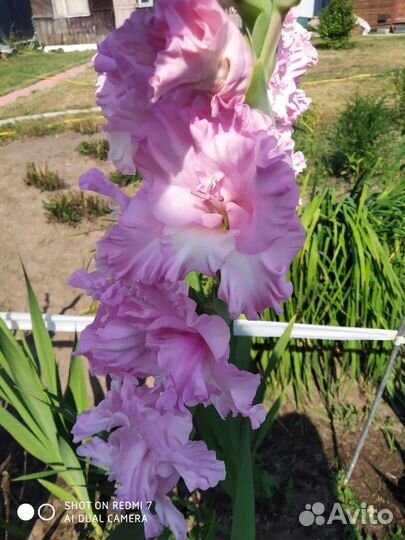 Гладиолусы на срез