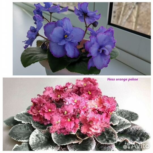 Комнатные растения Фиалки