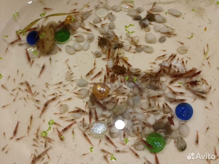 Креветки cherry