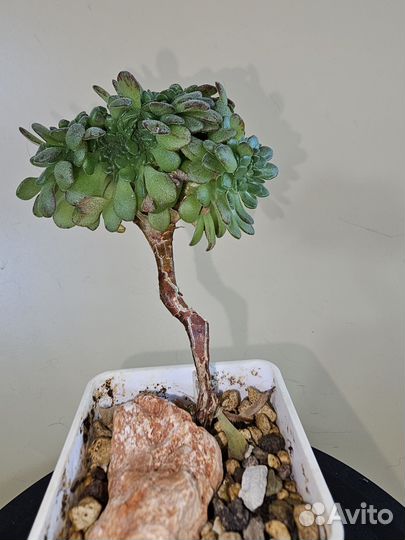 Aeonium sedifolium cristata