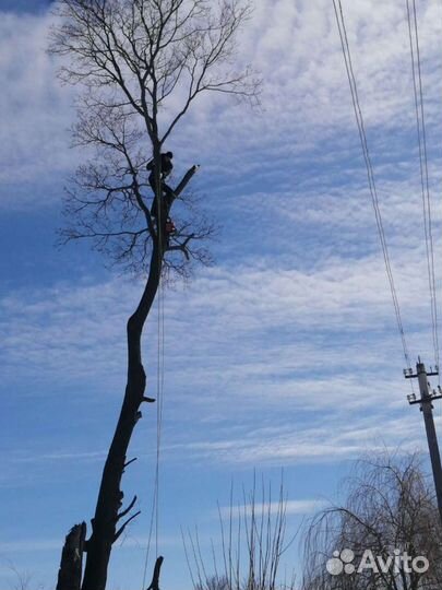 Спил,валка деревьев