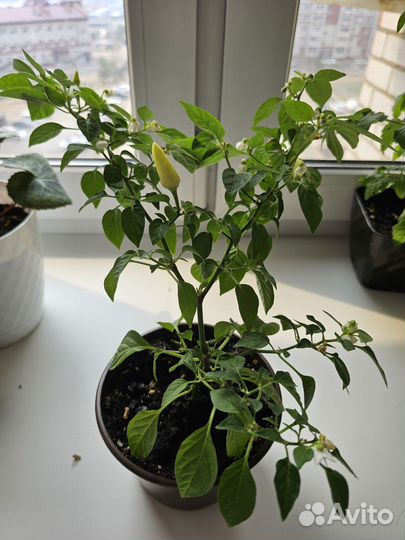 Комнатные томат,перец острый