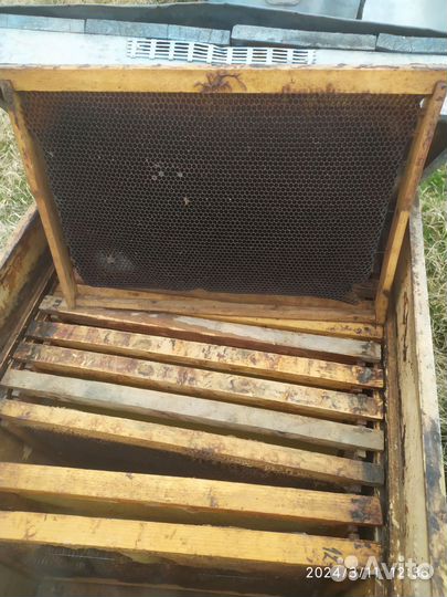 Сущ для пчёл