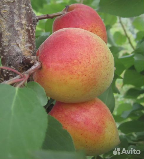 Абрикос NGA-19 Двухлетние саженцы