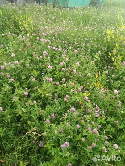 Продам сено (2023г) в брикетах